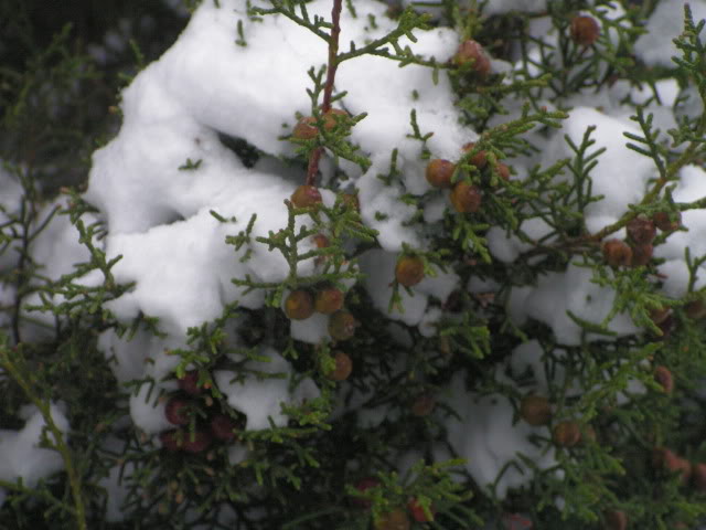 PICT0017.jpg