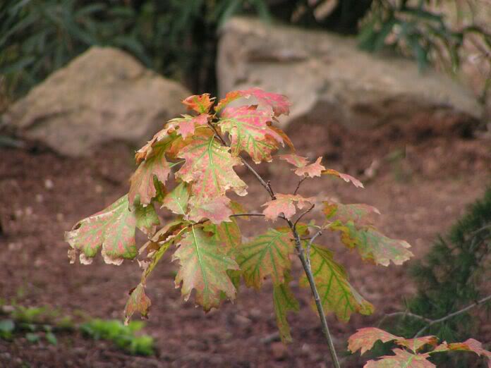 PICT0017.jpg