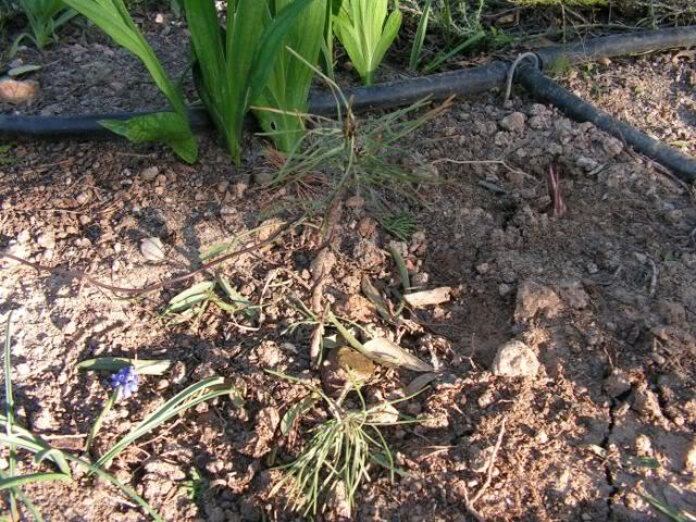 PICT0018.jpg