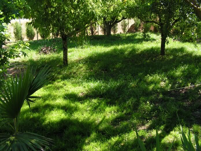 Nuevo en césped: consejos para distribución de los aspersores y