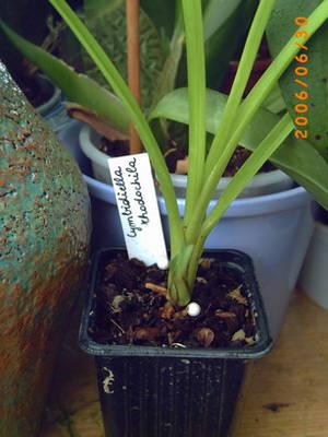 PICT0018_resize.JPG