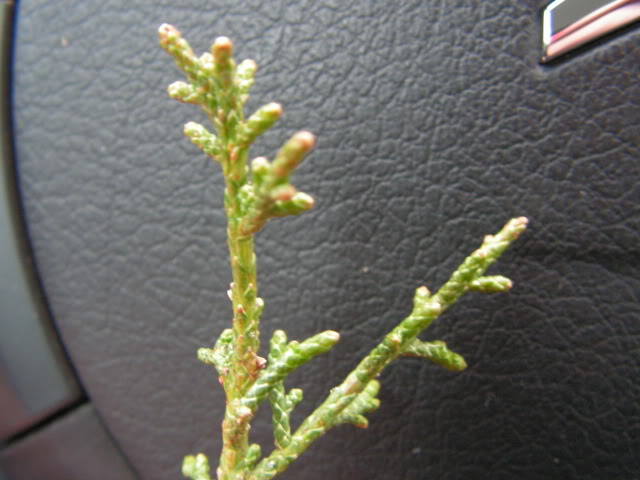 PICT0019.jpg