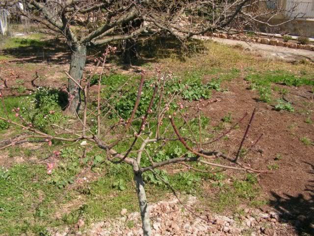 PICT0019.jpg