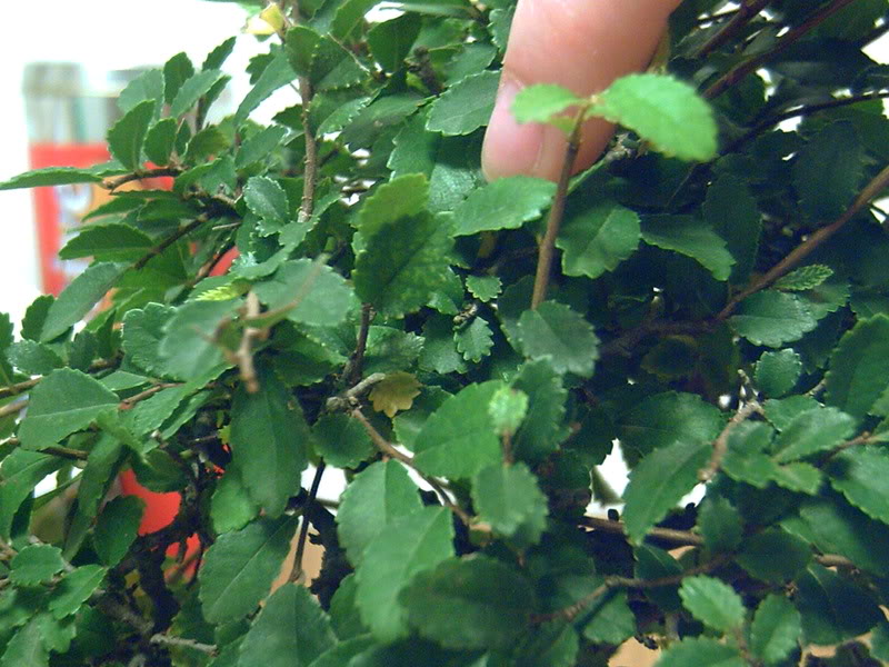 PICT0020.jpg