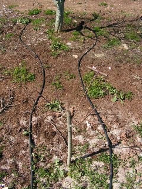 PICT0020.jpg