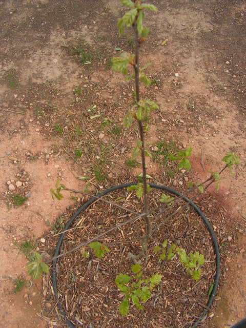PICT0021.jpg