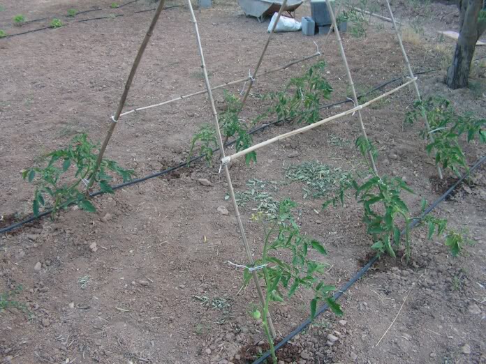 PICT0027.jpg
