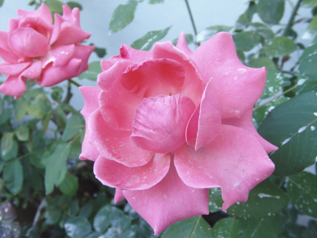 PICT0027.jpg