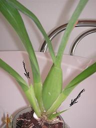 PICT0028por identificar.JPG