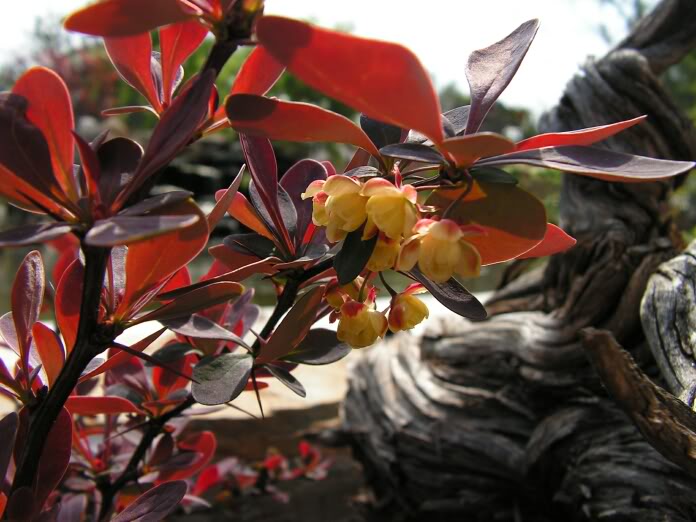 PICT0029.jpg
