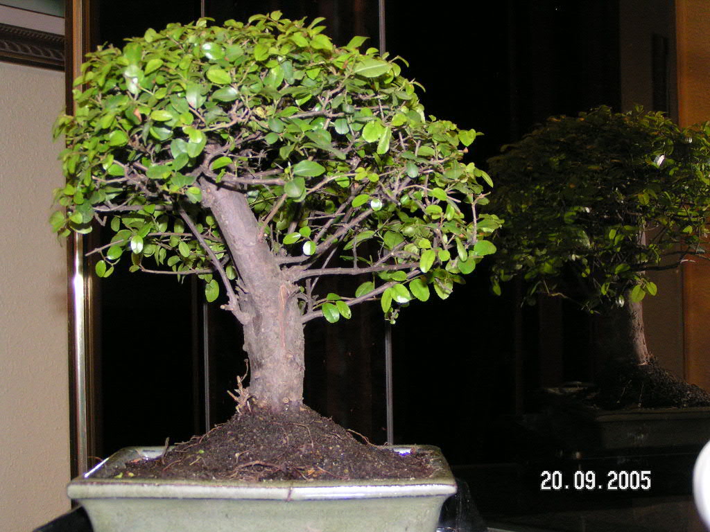 PICT0029.JPG