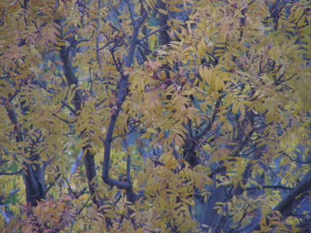 PICT0030.jpg