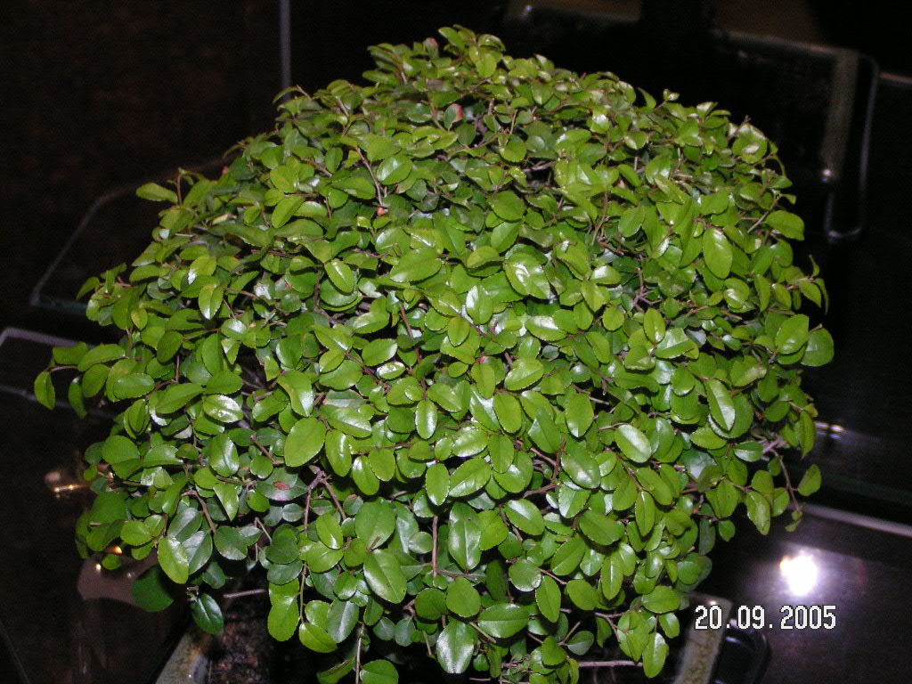 PICT0030.JPG