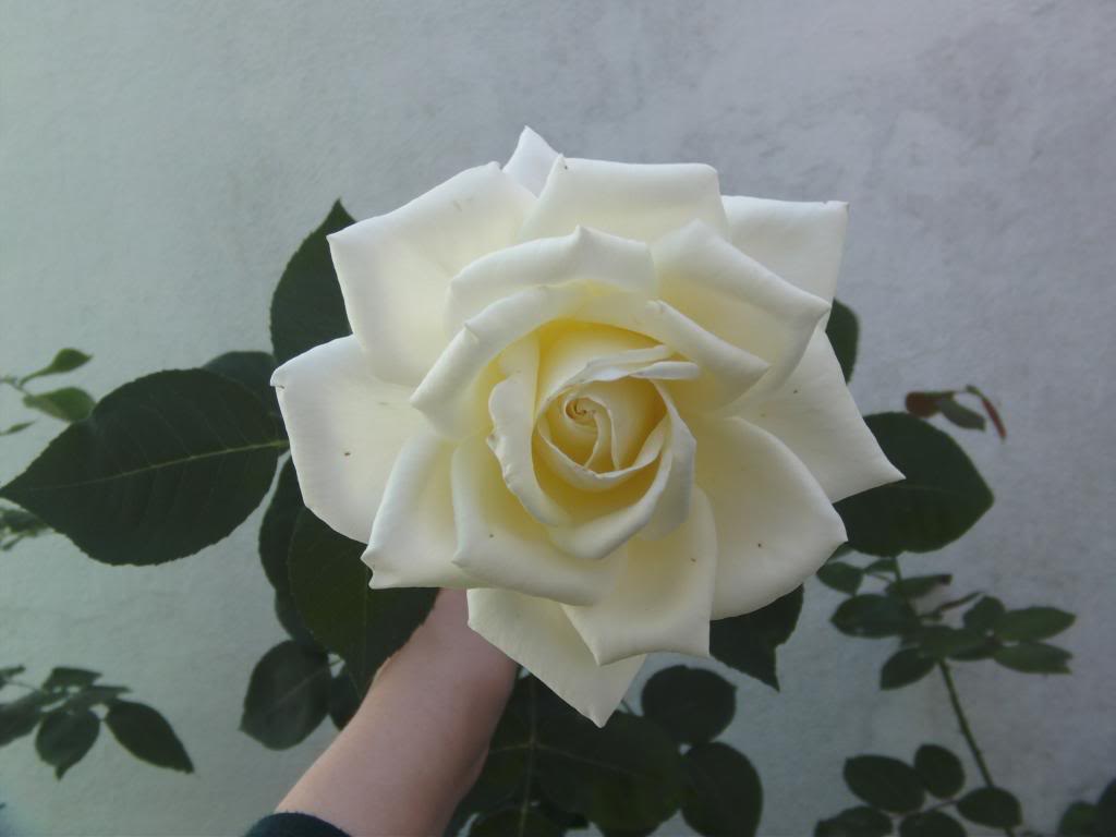 PICT0030_zps05ee3a3e.jpg