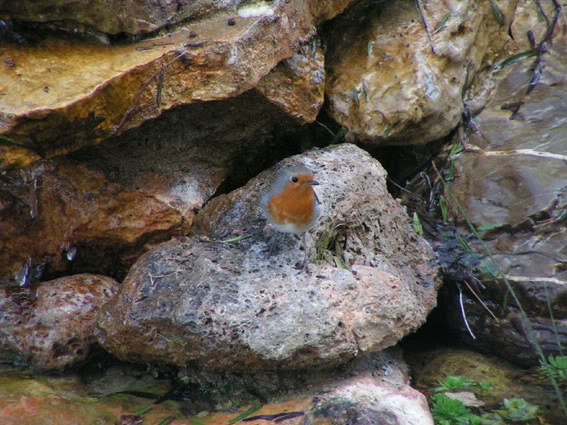 PICT0030r.jpg