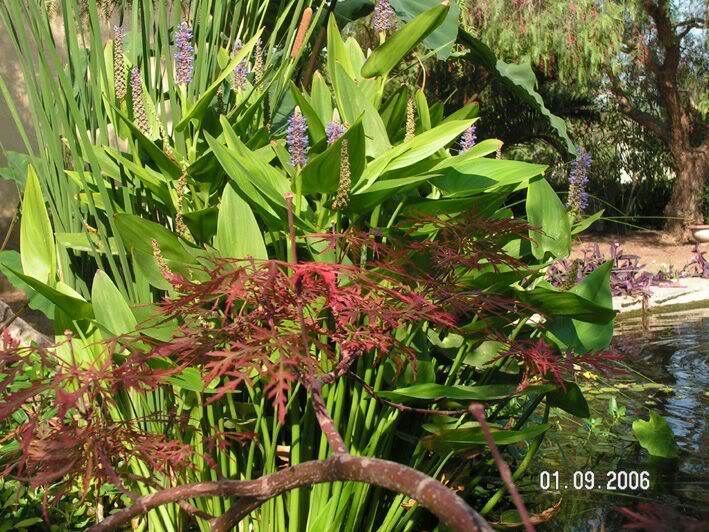 PICT0031.jpg