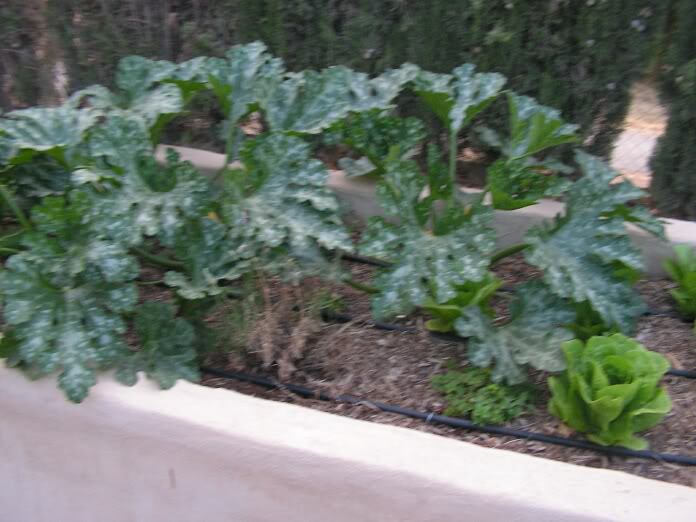 PICT0031.jpg