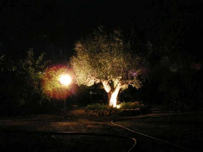 PICT0031.jpg