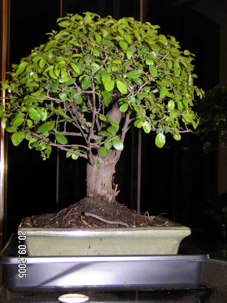 PICT0031.JPG