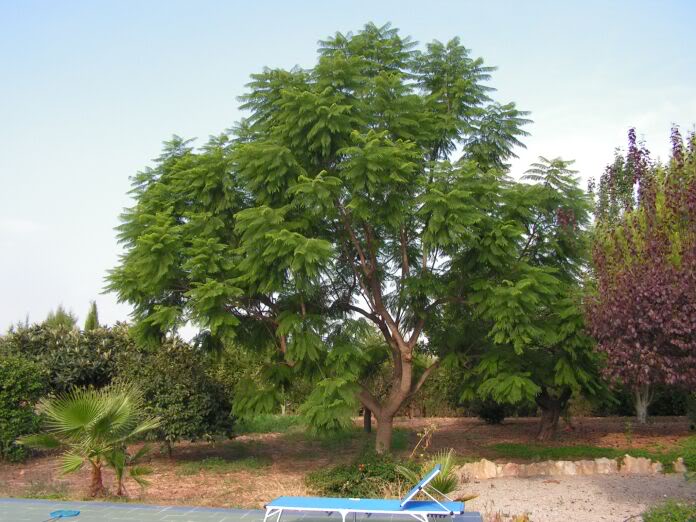 PICT0032.jpg