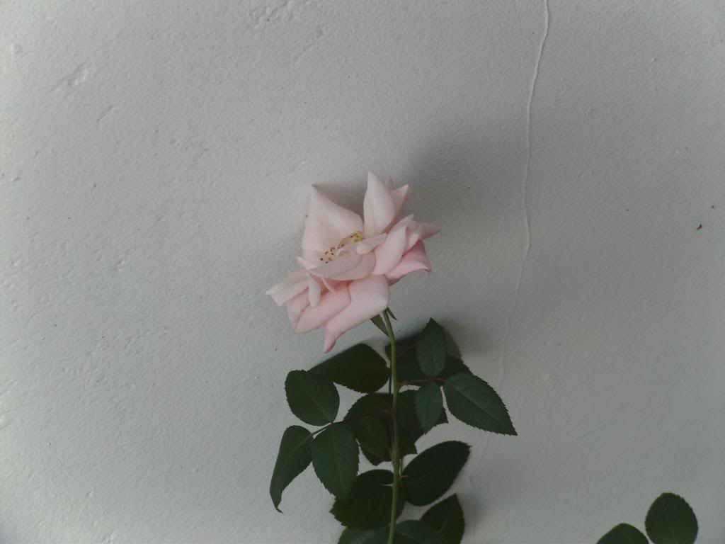 PICT0032.jpg