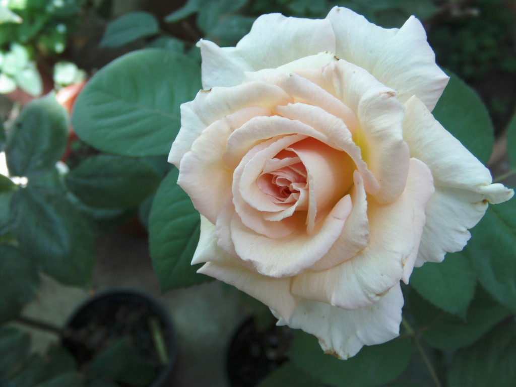 PICT0033-1.jpg
