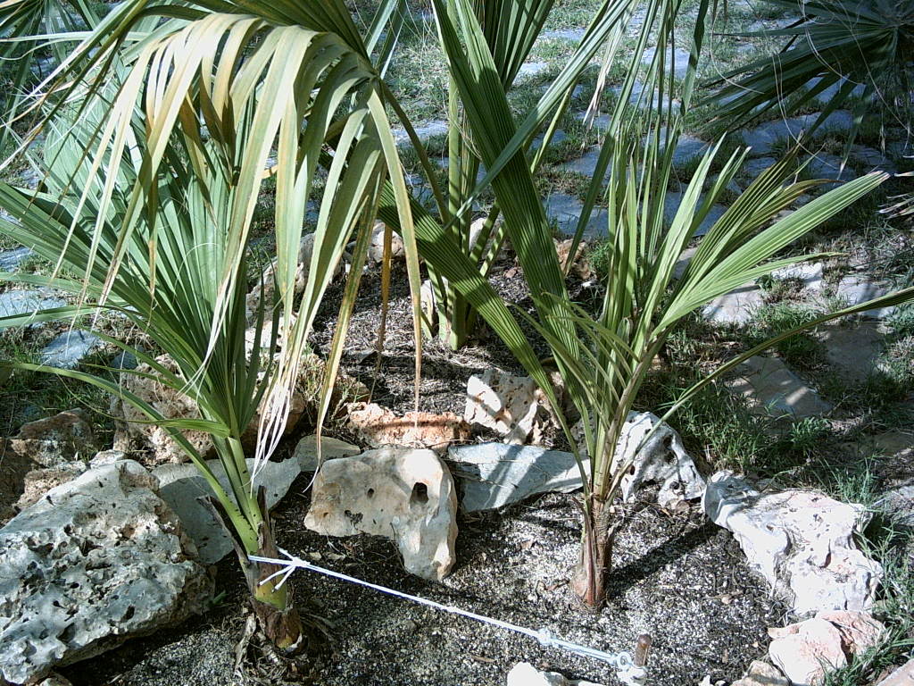 PICT0033.jpg