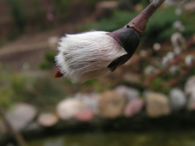 PICT0033.jpg