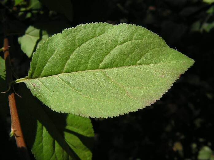 PICT0034.jpg