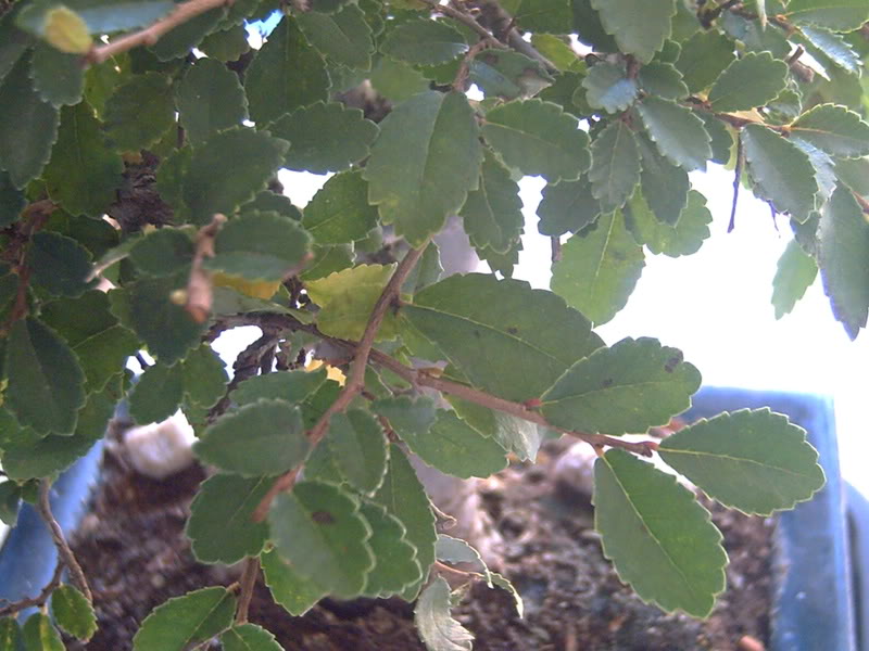 PICT0034.jpg