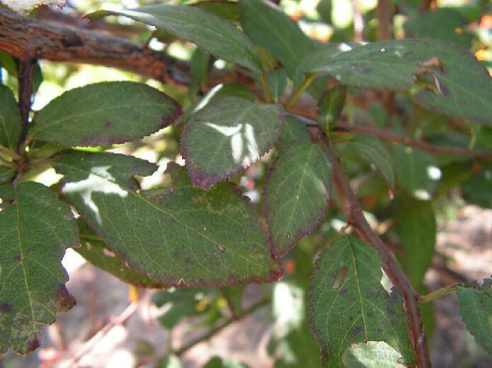 PICT0036.jpg
