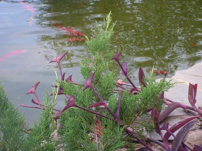 PICT0037.jpg