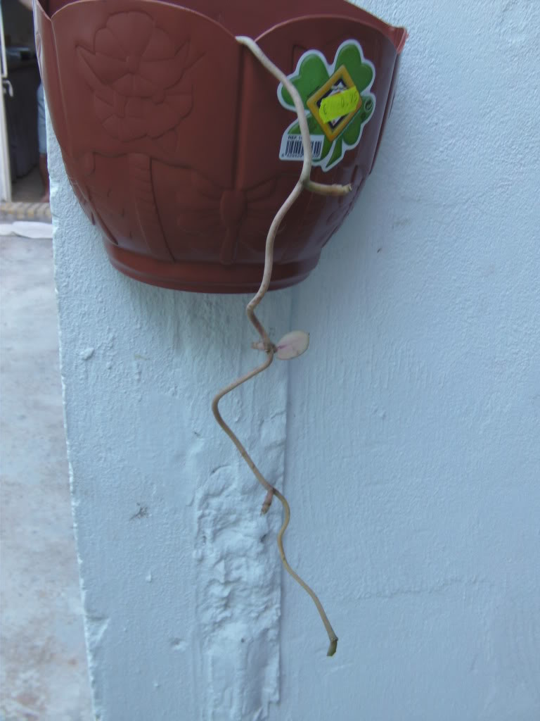 PICT0038.jpg