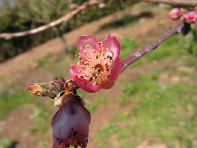 PICT0040.jpg
