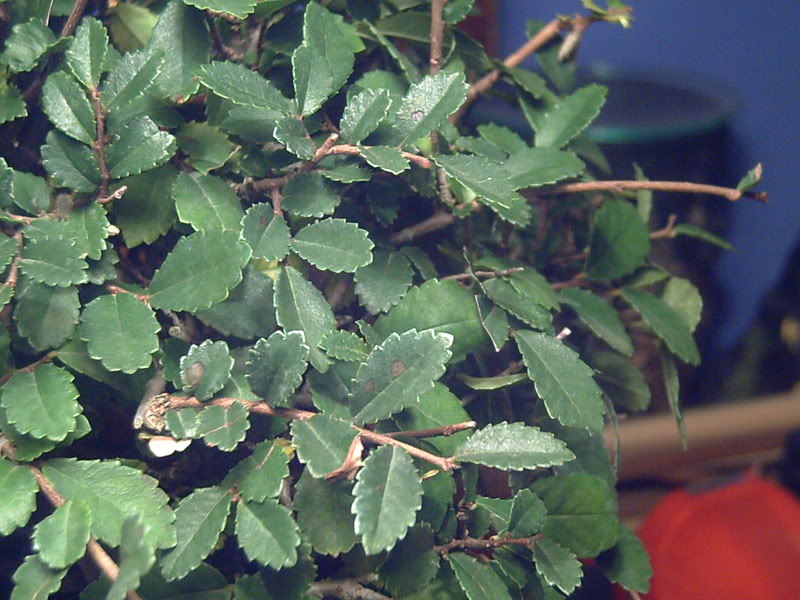PICT0041.jpg