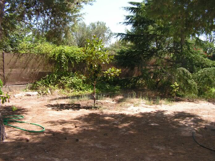 PICT0041.jpg