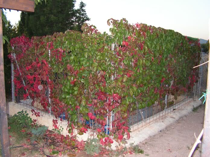 PICT0041.jpg