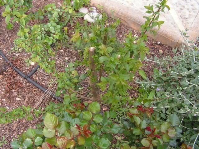 PICT0042.jpg
