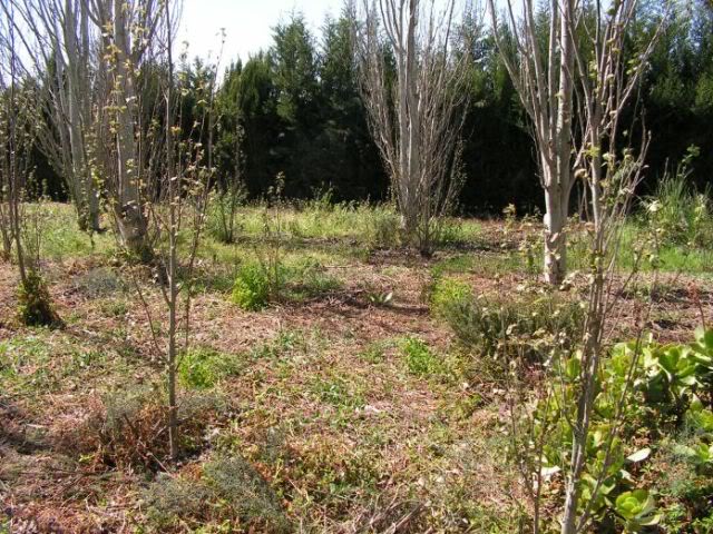 PICT0042.jpg