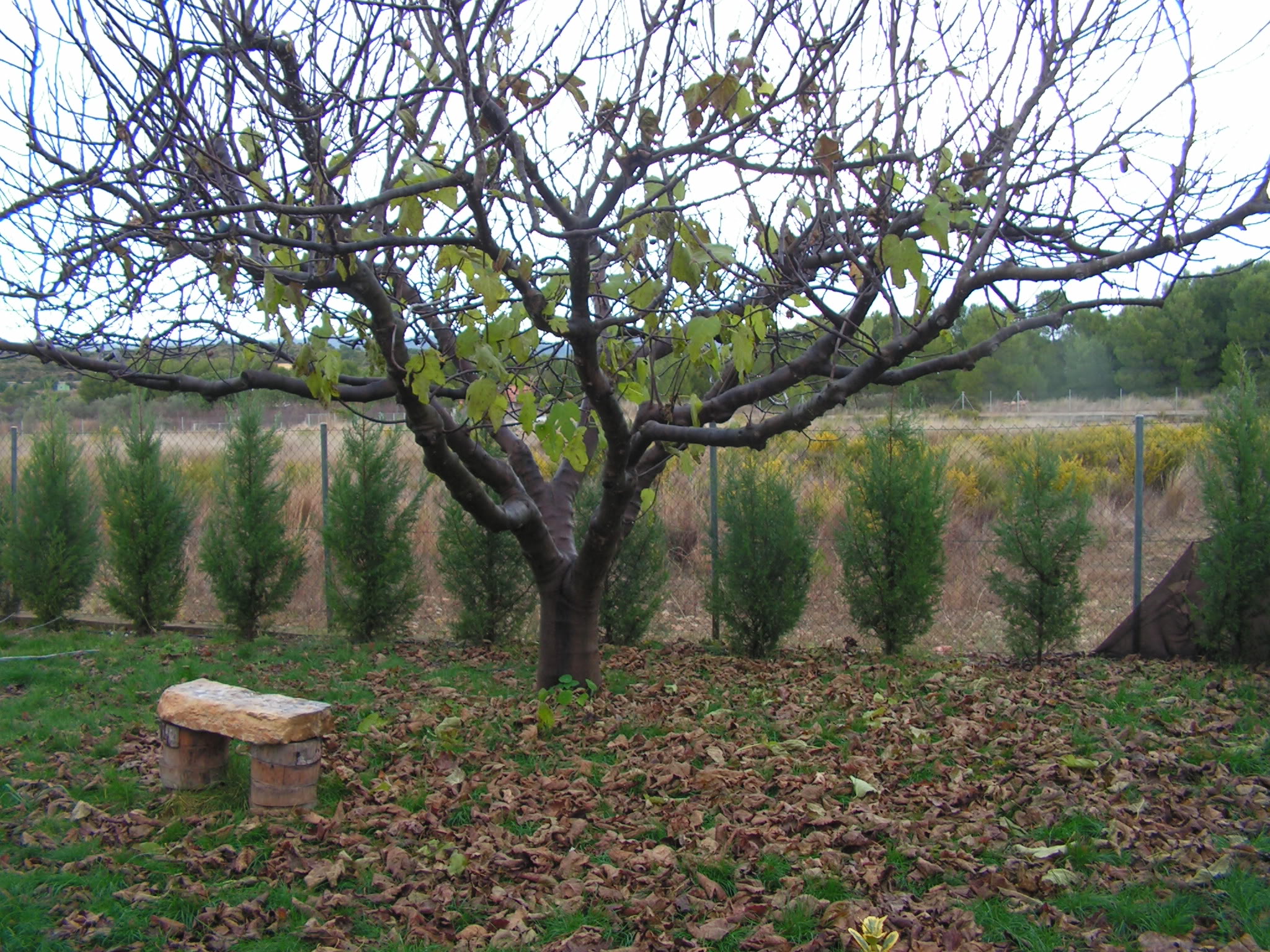 PICT0042.jpg