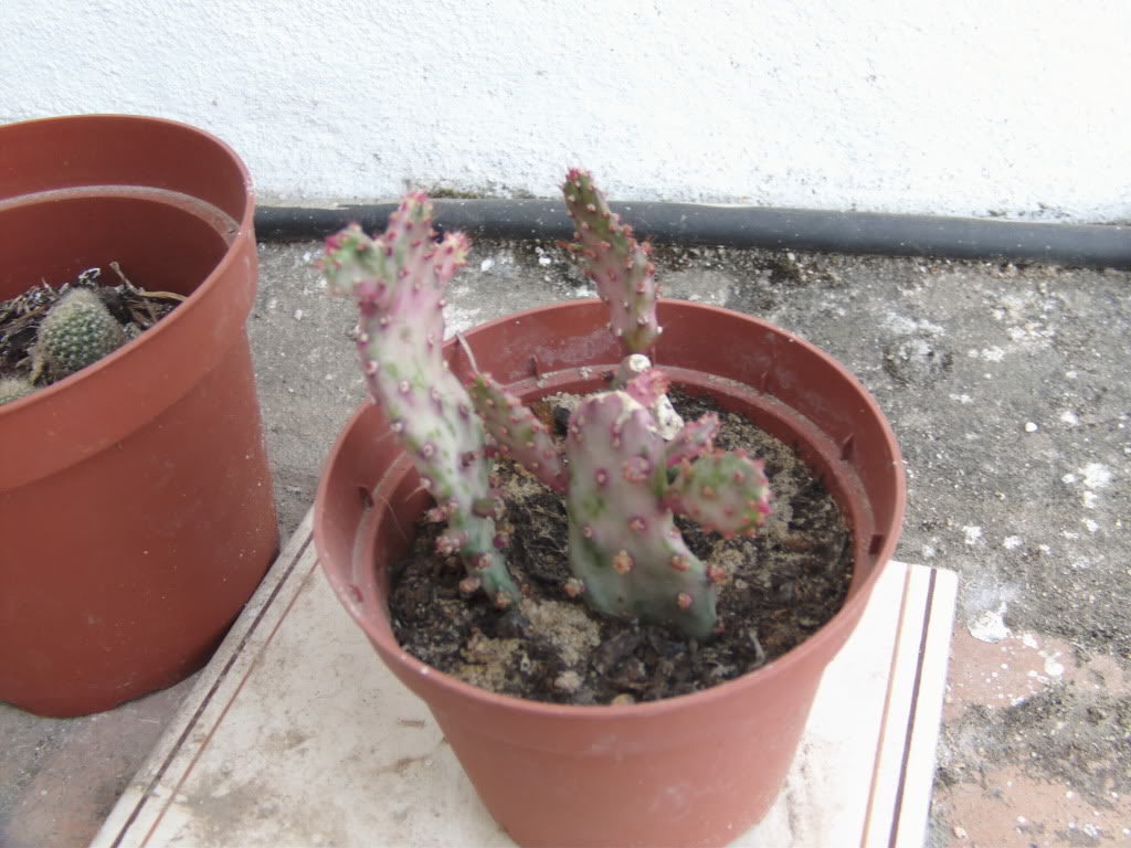 PICT0042.jpg