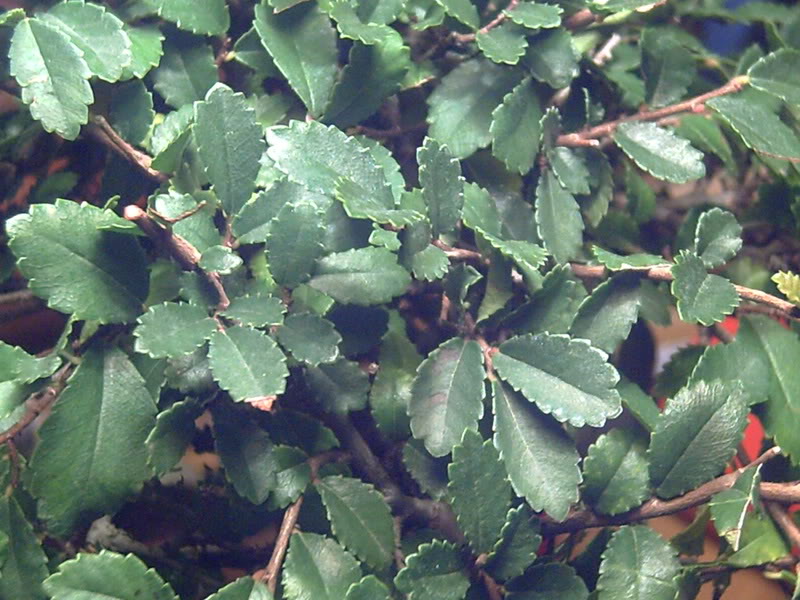 PICT0043.jpg