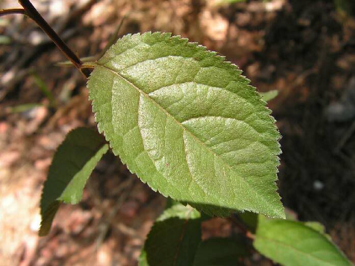 PICT0044.jpg