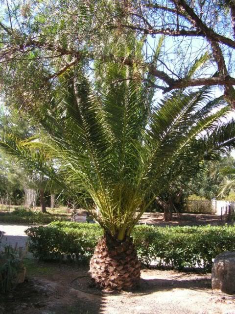 PICT0049.jpg