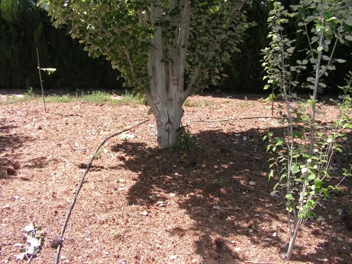PICT0049.jpg