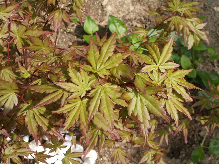PICT0051.jpg