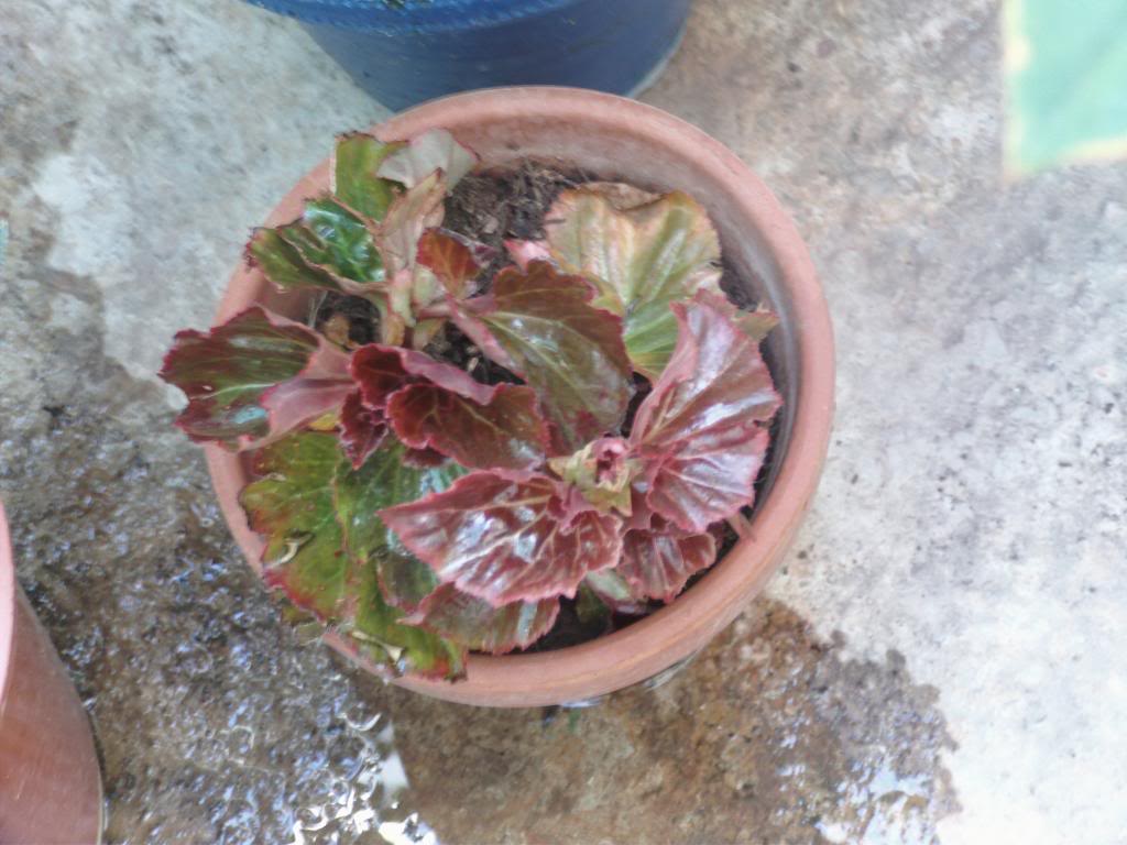 PICT0054_zpsaf550969.jpg