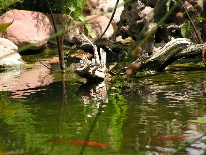 PICT0058.jpg