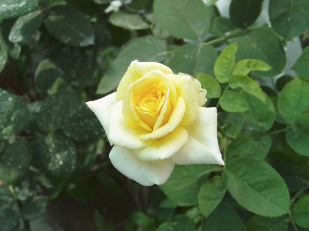 PICT0059.jpg