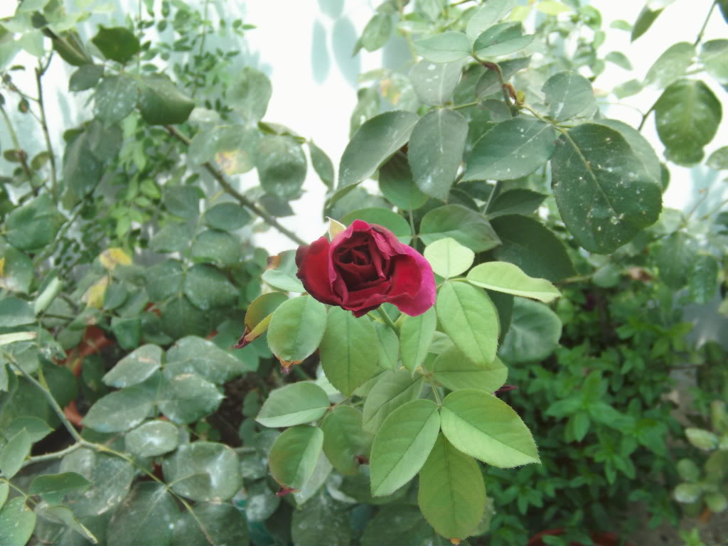 PICT0061.jpg